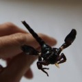 manger-scorpions-les-defis-de-pimp-my-trip–3