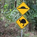 dantree-rainforest-cap-tribulation-australie-10