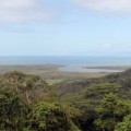 dantree-rainforest-cap-tribulation-australie-pano-3