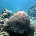 plongee-cairns-tusa5-australie-reef-24