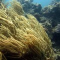 plongee-cairns-tusa5-australie-reef-25