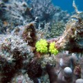 plongee-cairns-tusa5-australie-reef-27