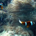 plongee-cairns-tusa5-australie-reef-29