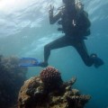 plongee-cairns-tusa5-australie-reef-31