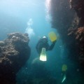 plongee-cairns-tusa5-australie-reef-32