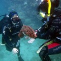 plongee-cairns-tusa5-australie-reef-34
