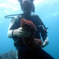 plongee-cairns-tusa5-australie-reef-35