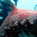 plongee-cairns-tusa5-australie-reef-36