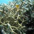 plongee-cairns-tusa5-australie-reef-44
