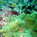 plongee-cairns-tusa5-australie-reef-46