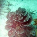 plongee-cairns-tusa5-australie-reef-47