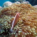 plongee-cairns-tusa5-australie-reef-8