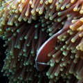 plongee-cairns-tusa5-australie-reef-9