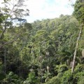 skywalk-tamborine-rainforest-australie-1
