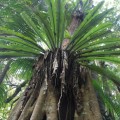 skywalk-tamborine-rainforest-australie-10