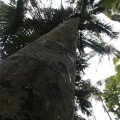 skywalk-tamborine-rainforest-australie-13