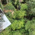 skywalk-tamborine-rainforest-australie-16