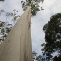 skywalk-tamborine-rainforest-australie-17