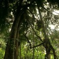 skywalk-tamborine-rainforest-australie-18