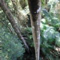 skywalk-tamborine-rainforest-australie-2