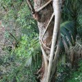 skywalk-tamborine-rainforest-australie-4