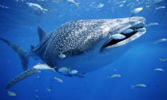 Nager avec les requins baleine